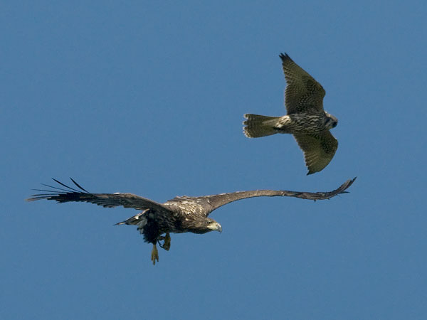 Tunturihaukka, Gyr Falcon, Falco rusticolus